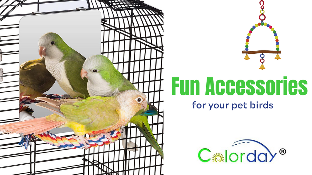 Top 5 Fun Parakeet Toys and Accessories for your bird