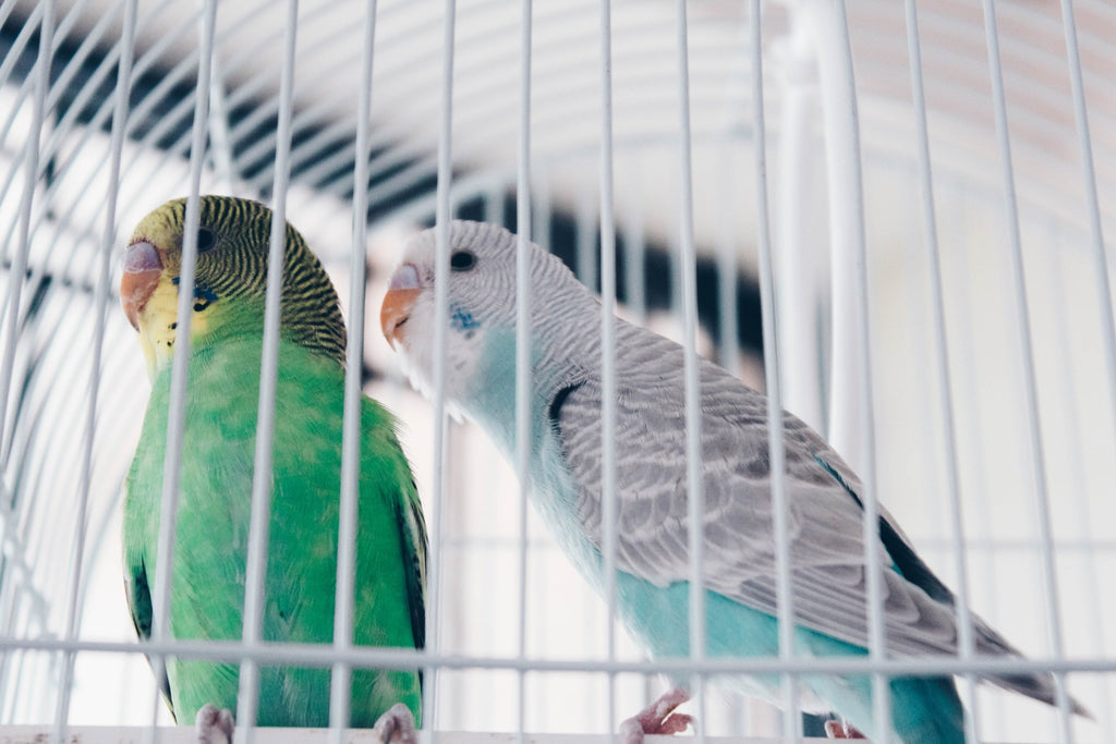 caged pet bird