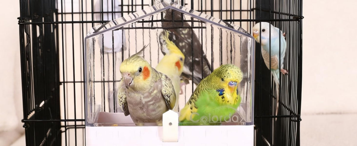 Colorday Transparent Cage Bird Bath for Small Birds